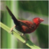 Crimson Finch