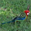 Eastern Rosella