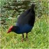 Purple Swamphen