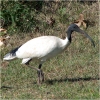 White Ibis