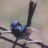 Superb Blue Wren