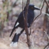 Pied Currawong