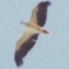 Sea Eagle